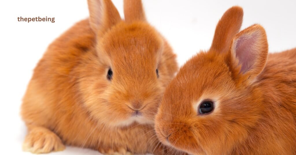 How Long Do Pet Rabbits Live
