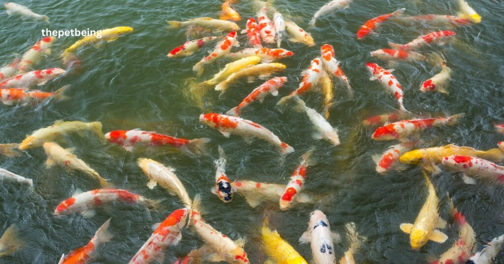 How Much Does A Koi Fish Cost
