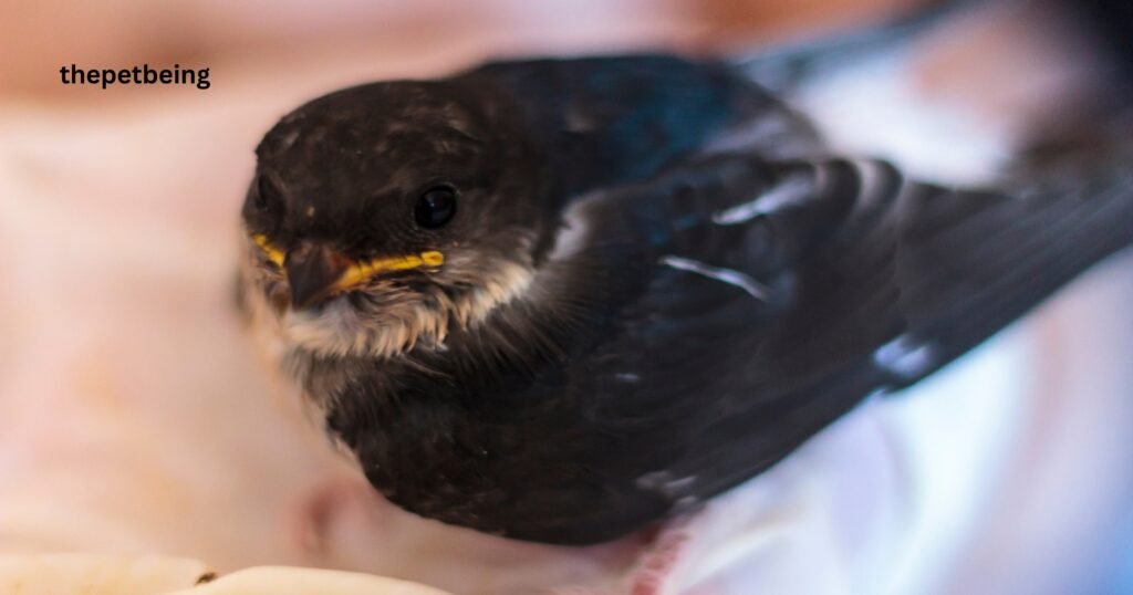 How To Take Care Of Baby Birds Without Mom