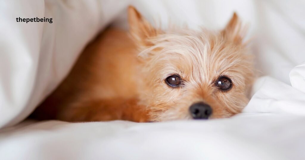 What Is Nesting Behavior In Dogs