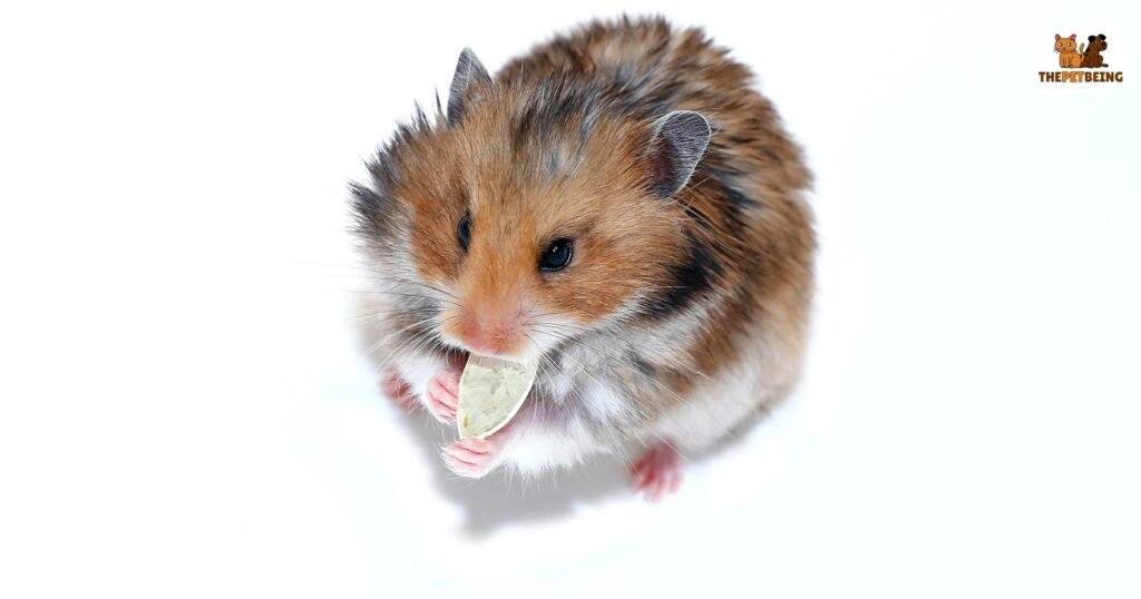 Can Hamsters Have Pumpkin Seeds
