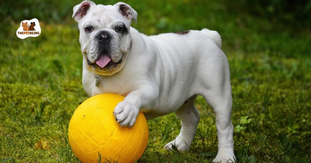 Can A Dog Get Blue Balls