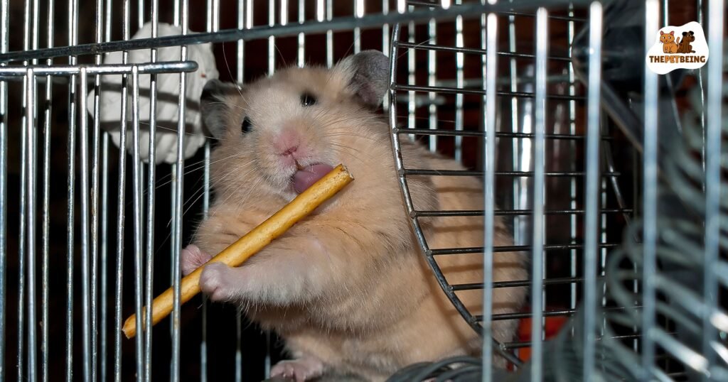 Can Hamster Eat Dog Food