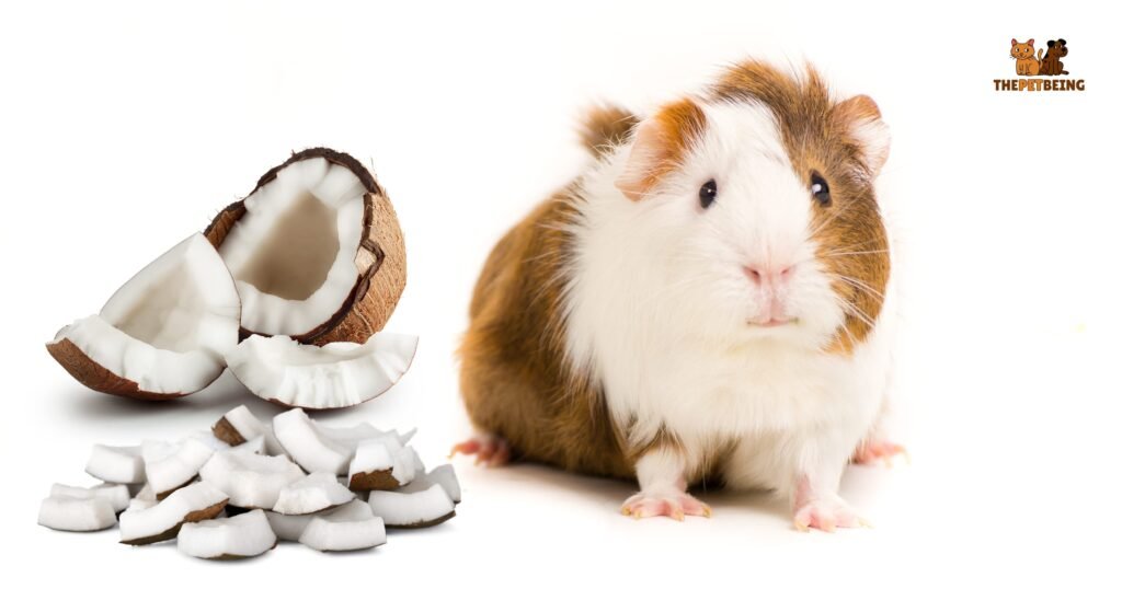 Can Guinea Pigs Have Coconut