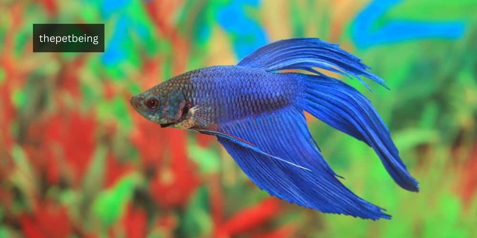 How Long Can A Betta Fish Go Without Food