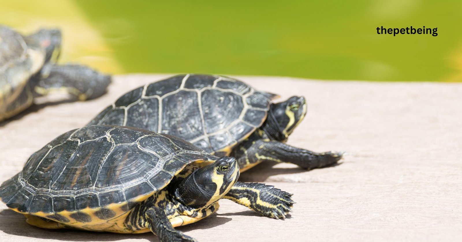How To Take Care Of A Small Turtle At Home