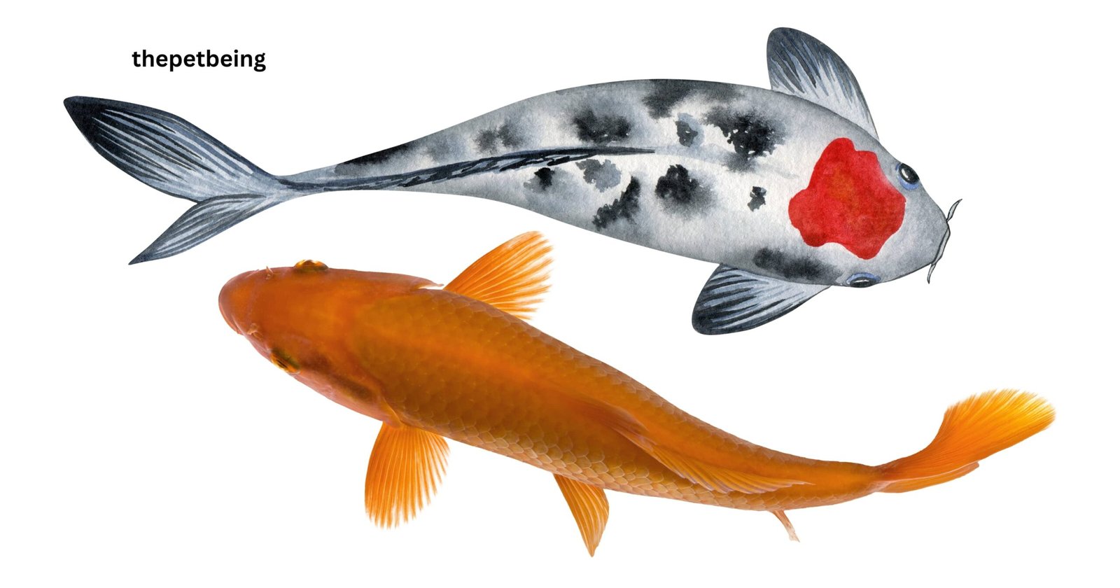 How Much Does A Koi Fish Cost