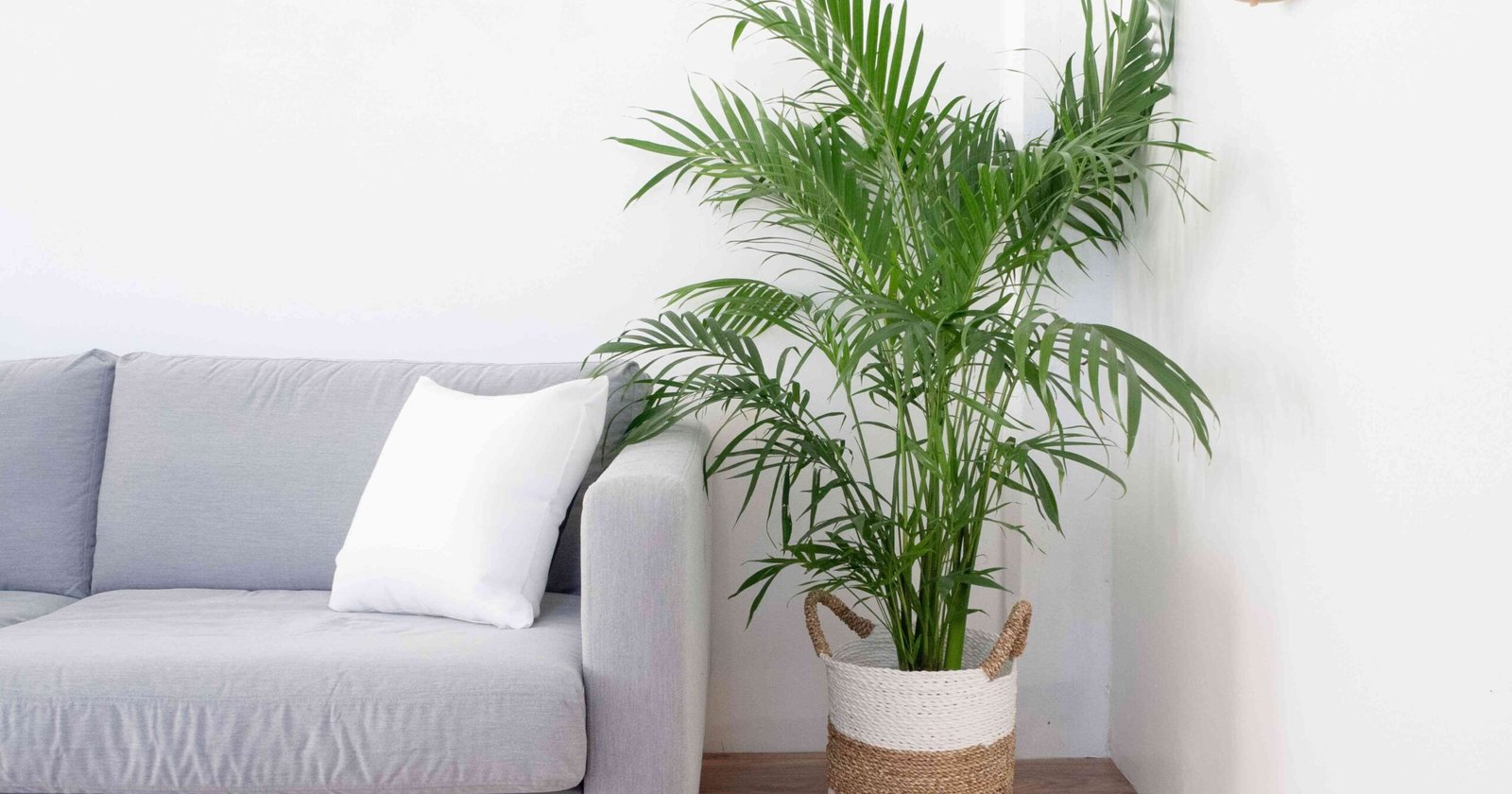 How To Care For A Cat Palm Indoors