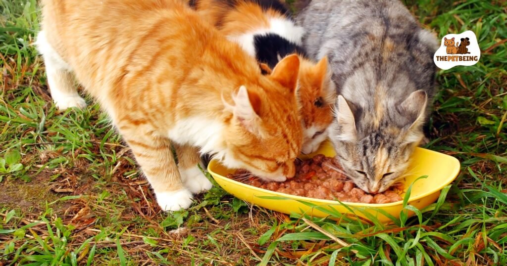 Can Cats Eat Lemon

