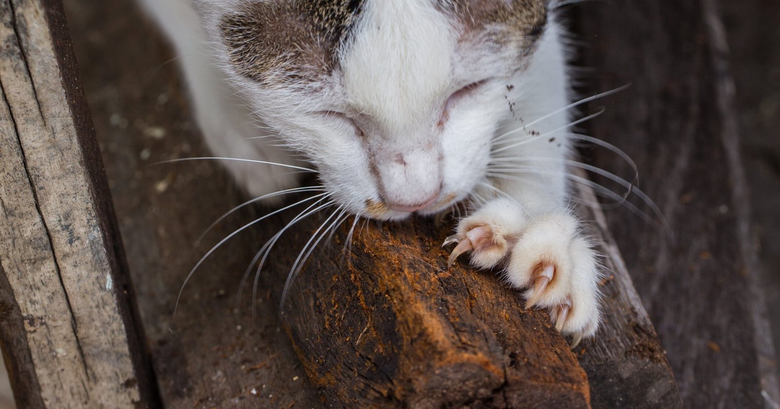 How To Care For A Declawed Cat