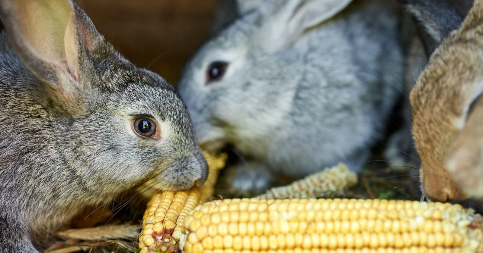Can Rabbits Eat Corn Husk