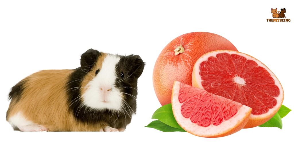 Can Guinea Pigs Have Grapefruit