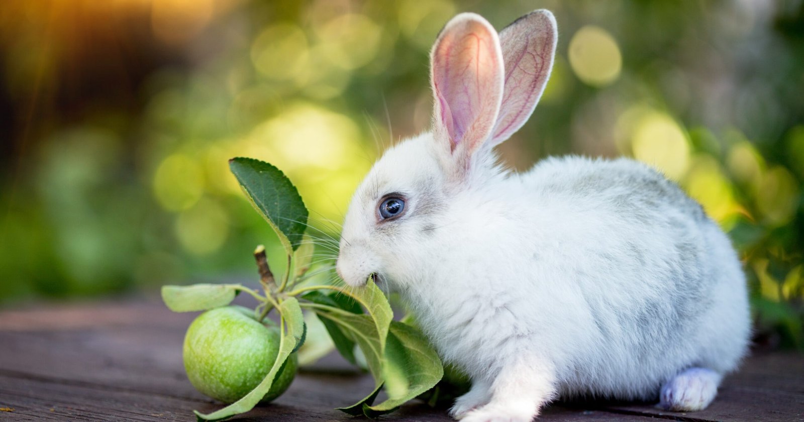 Can Rabbits Eat Cooking Apples