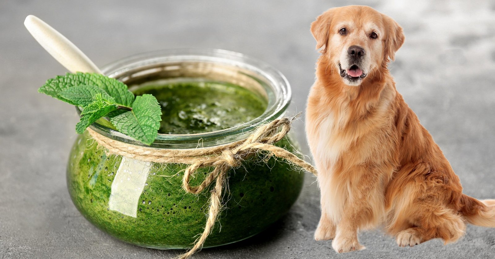 Can Dogs Have Mint Sauce