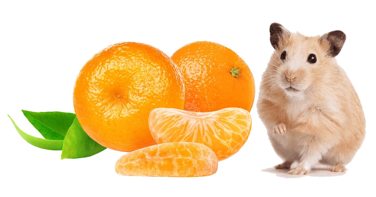 Can Hamsters Eat Tangerines