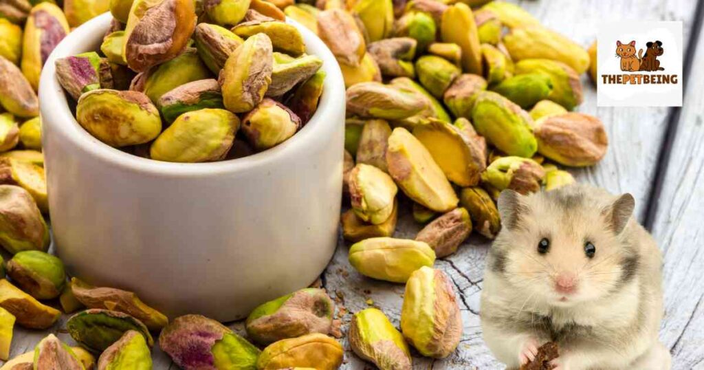 Can Hamsters Eat Pistachios