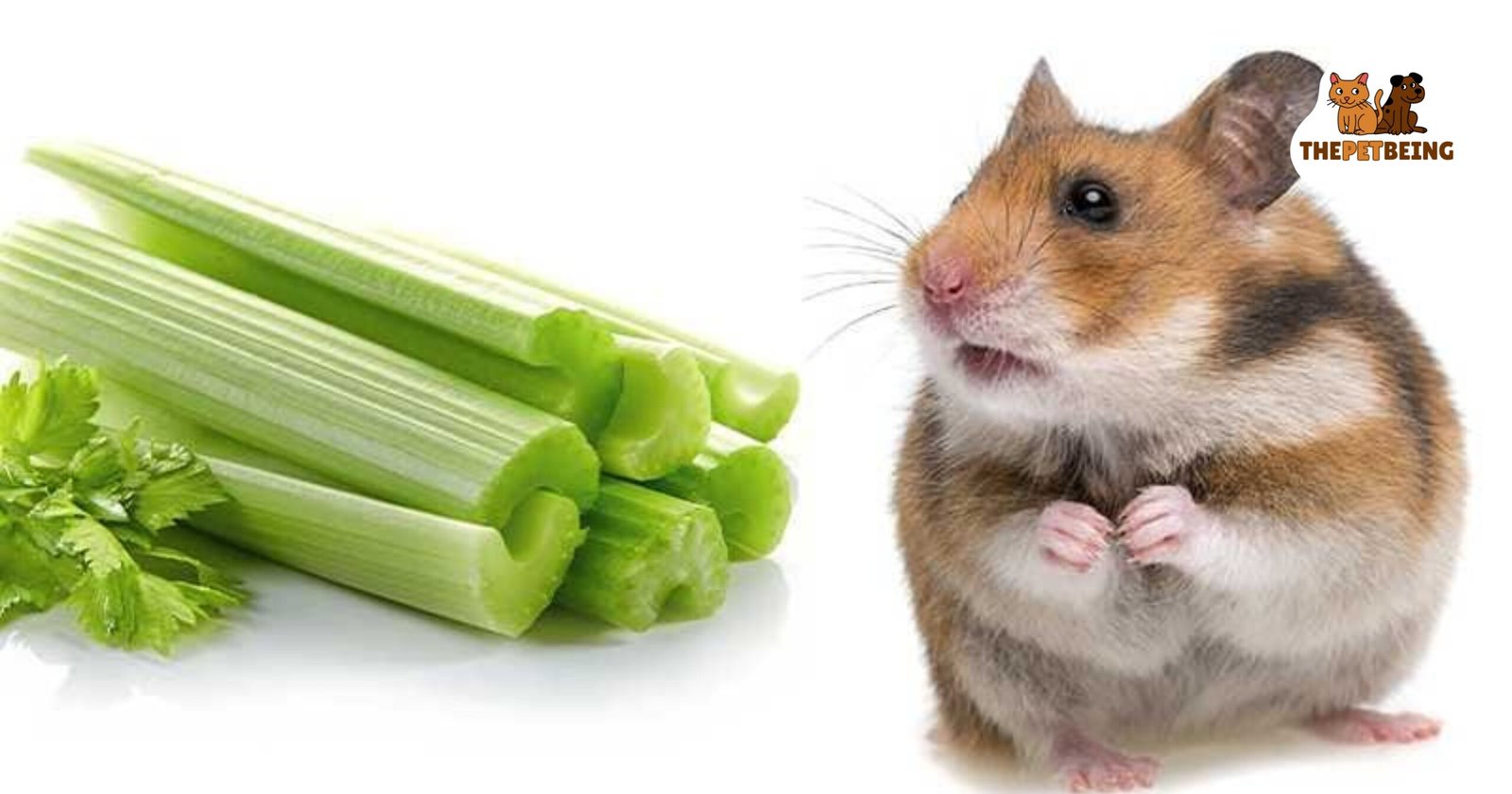 Can Hamsters Have Celery Leaves