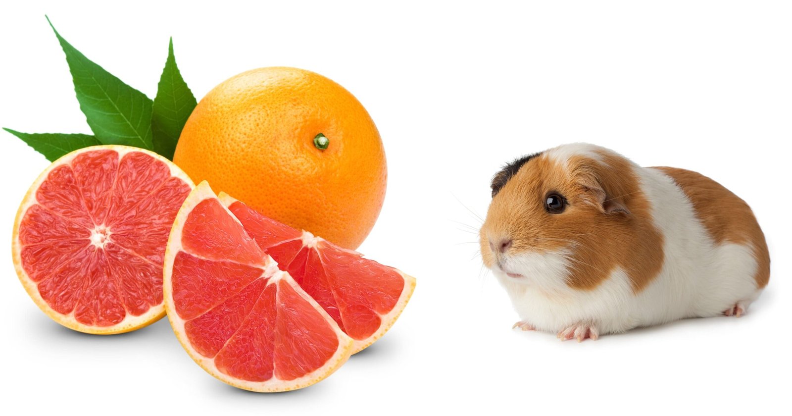 Can Guinea Pigs Have Grapefruit