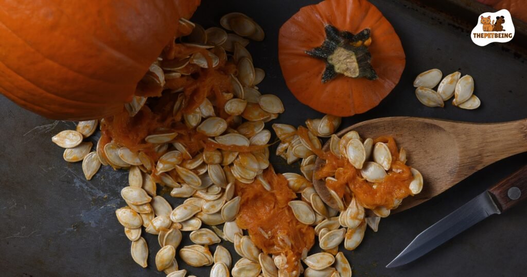 Can Hamsters Have Pumpkin Seeds