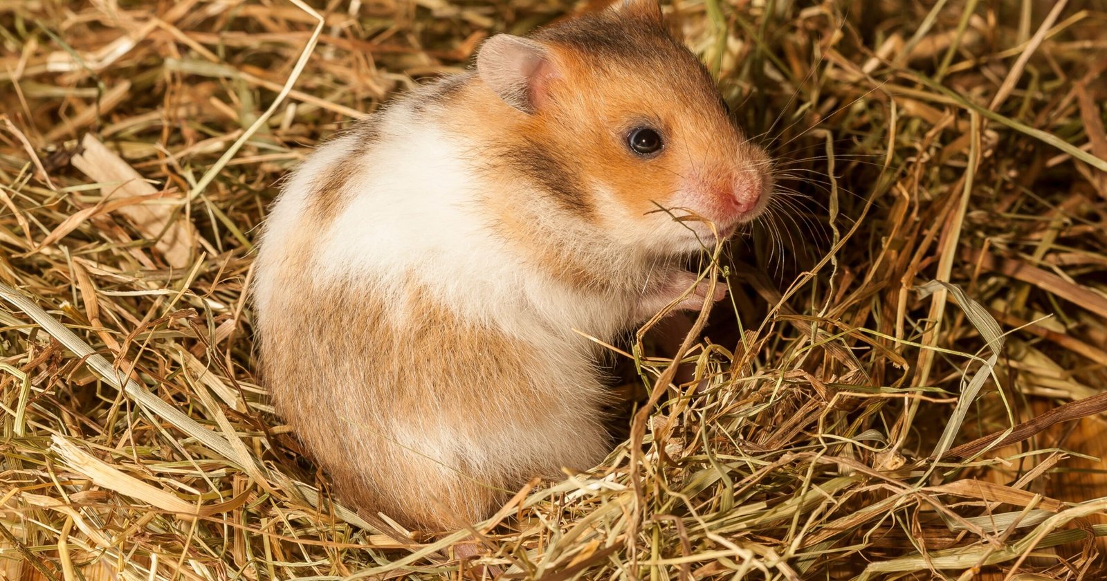 Do Hamsters Eat Hay