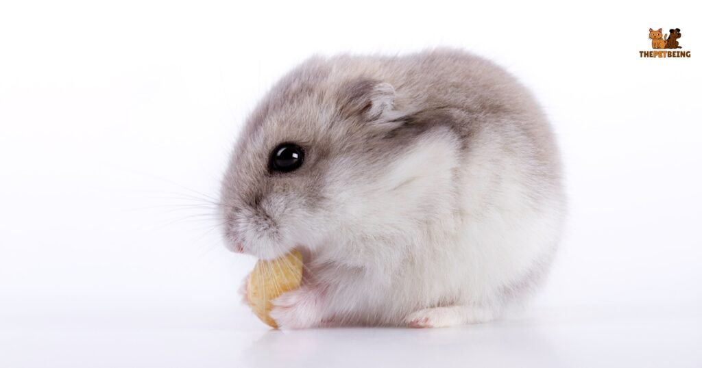 Can Hamsters Have Cashews