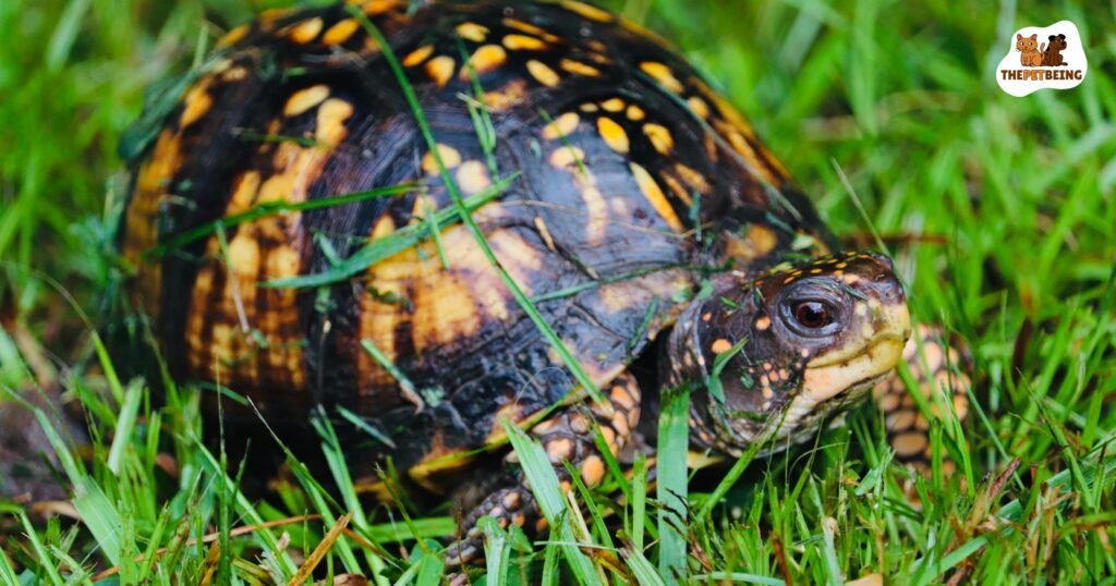 Can Box Turtles Eat Cucumbers