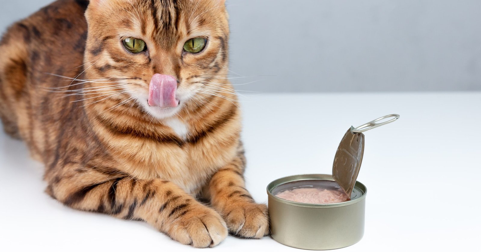 Can Cats Have Tuna In Oil?