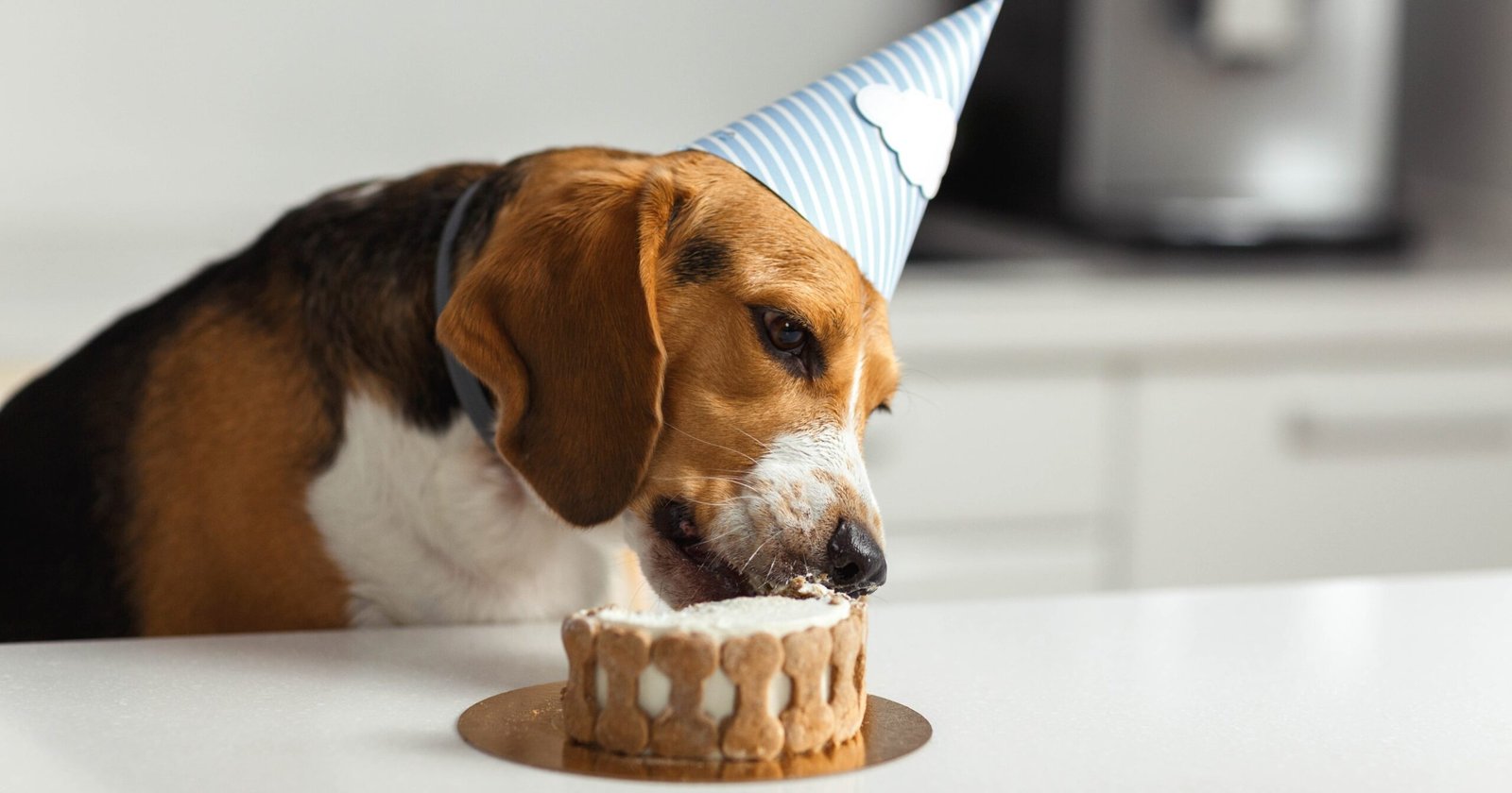 Can Dogs Eat Kodiak Cakes?