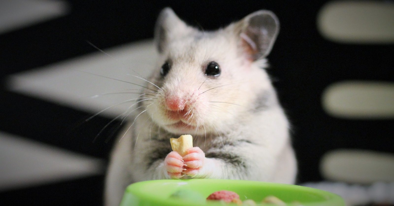 Can Hamsters Eat Cheetos?
