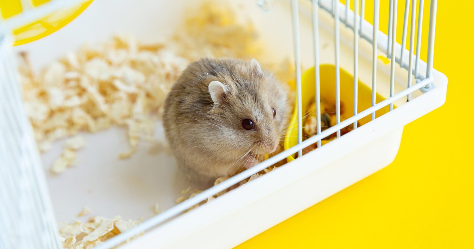 Can Hamsters Eat Cheez-Its? Safe Snacking