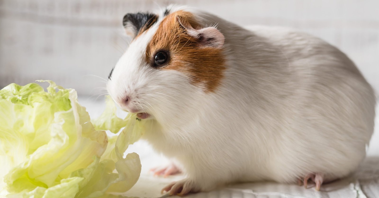 Can Hamsters Have Iceberg Lettuce?