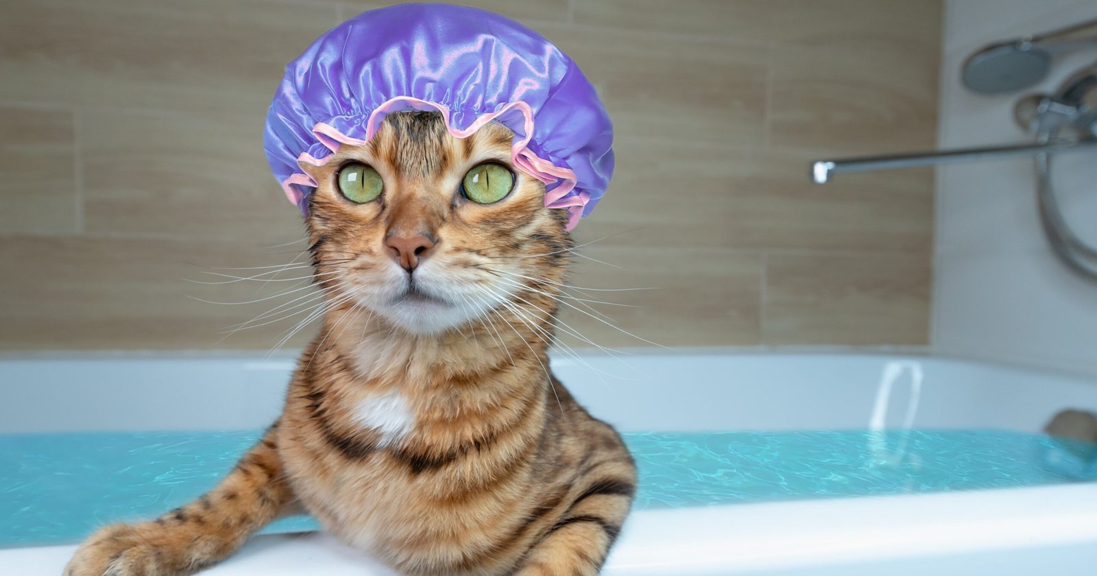 How To Care For A Cat With Cerebellar Hypoplasia