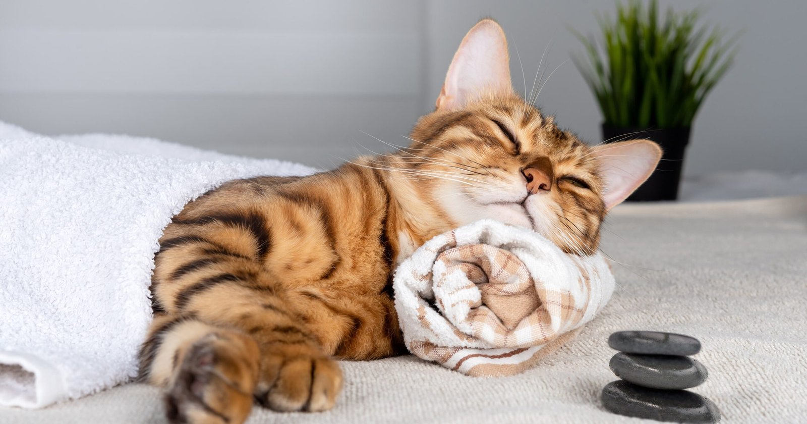 How To Care For A Bengal Cat