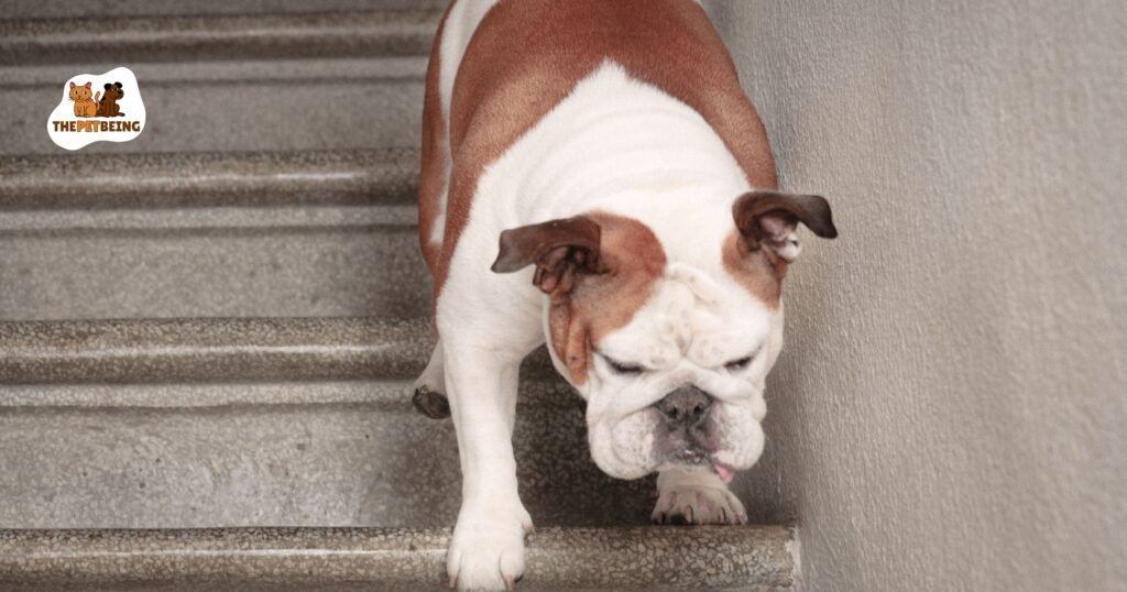 When Can My Dog Climb Stairs After ACL Surgery?