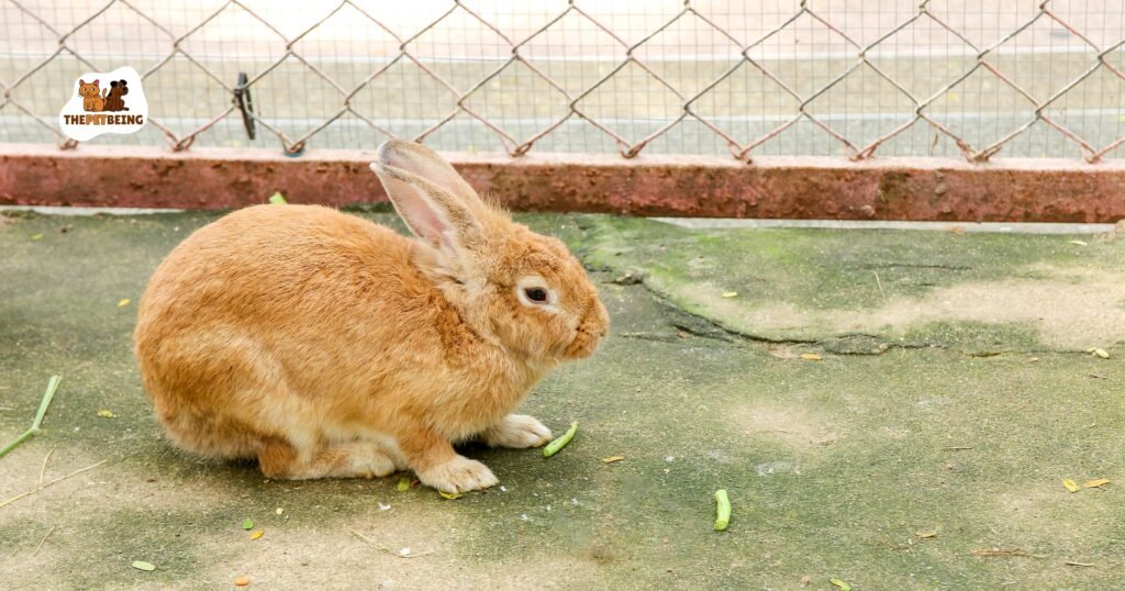 Can Rabbits Eat Dog Food