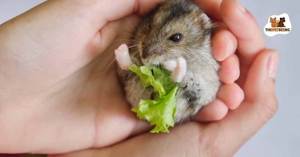Can Hamsters Have Celery Leaves