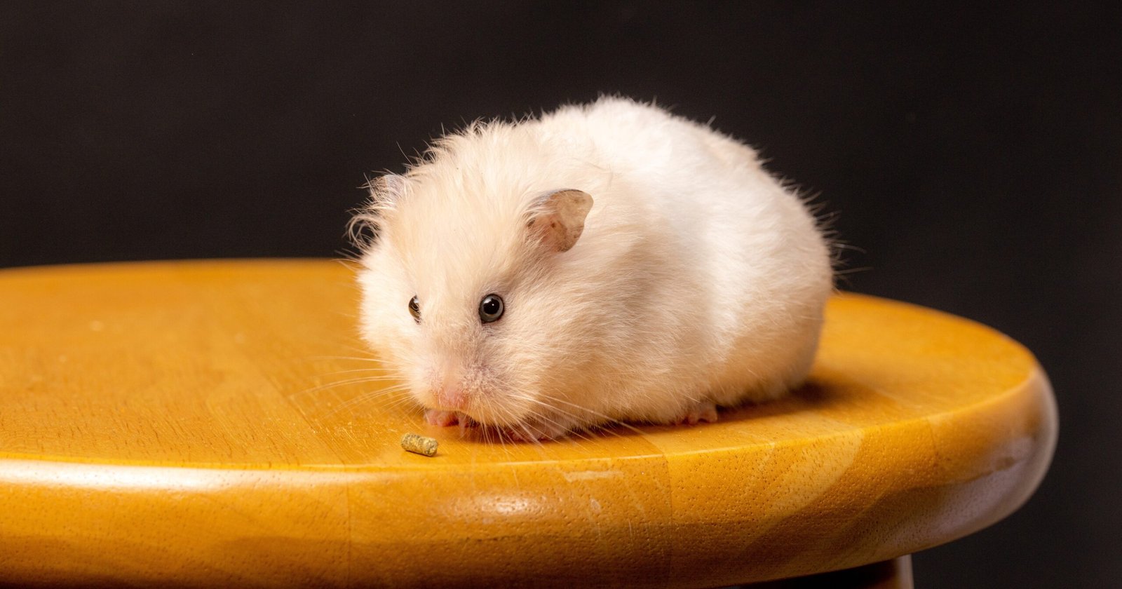 Can Hamsters Chew On Cardboard