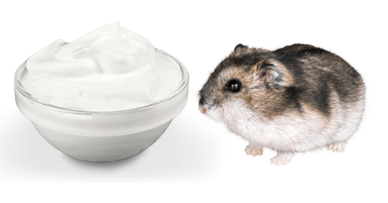 Can Hamsters Have Yogurt