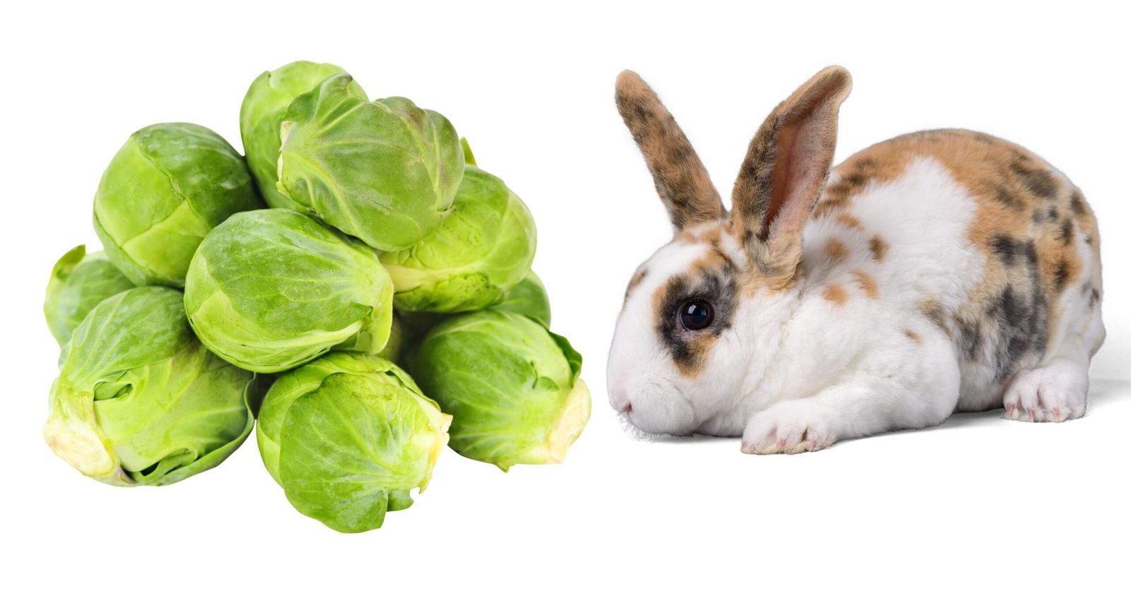 Can Bunnies Eat Brussel Sprouts