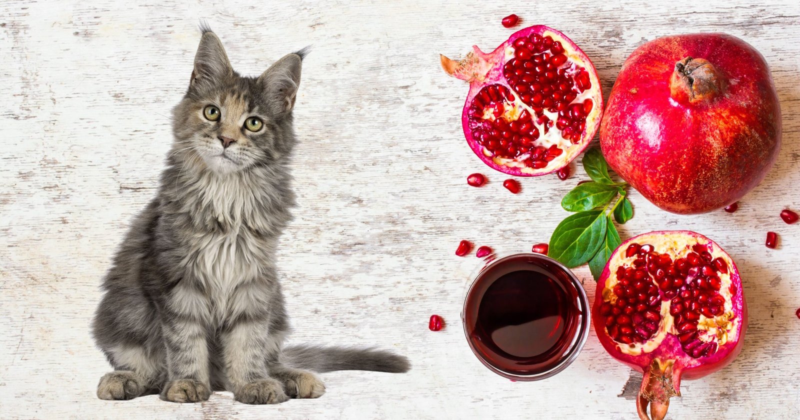 Can Cats Have Pomegranate