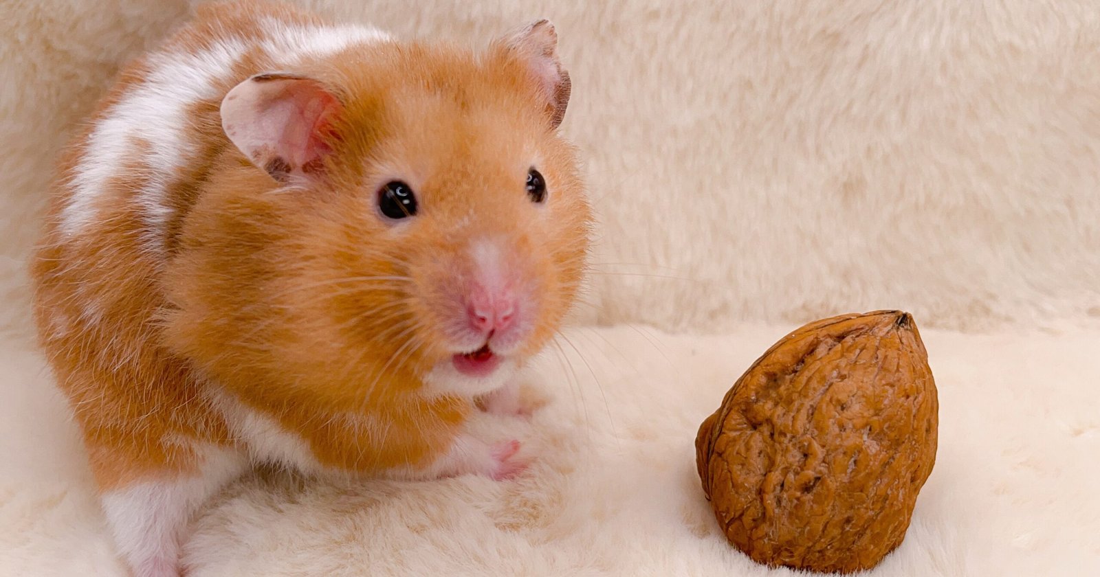 Can Hamster Eat Walnut