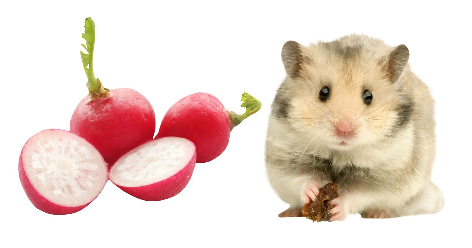 Can Hamsters Eat Radish