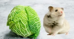 Can Hamsters Eat Savoy Cabbage