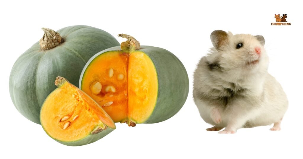 Can Hamsters Have Squash
