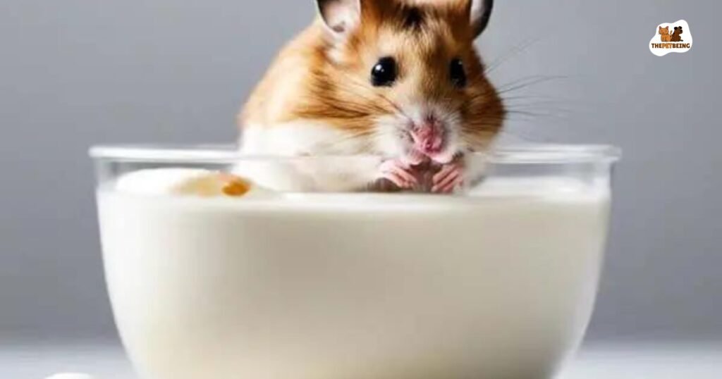 Can Hamsters Have Yogurt
