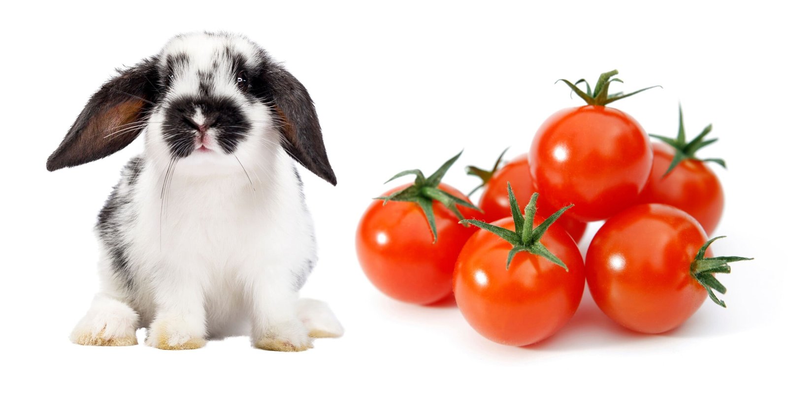 Can Rabbits Eat Cherry Tomatoes