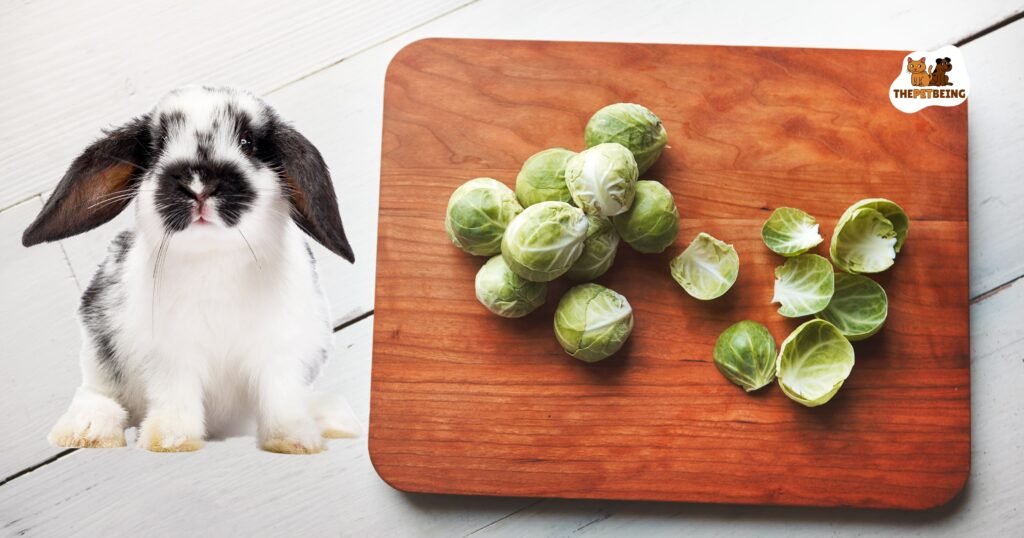 Can Bunnies Eat Brussel Sprouts