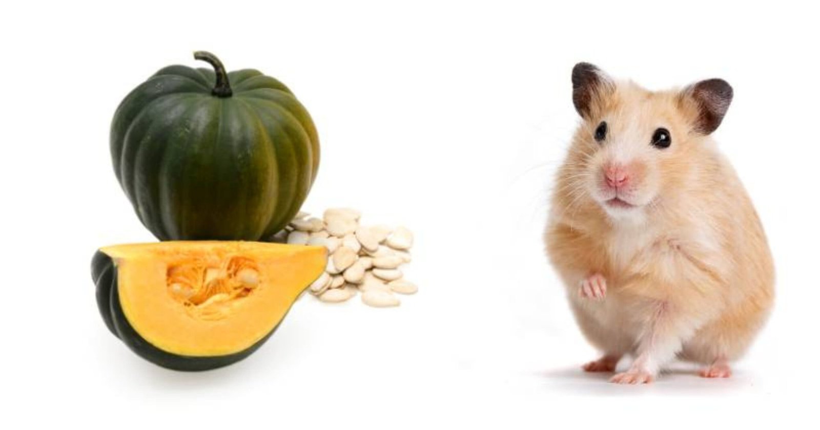 Can Hamsters Have Squash