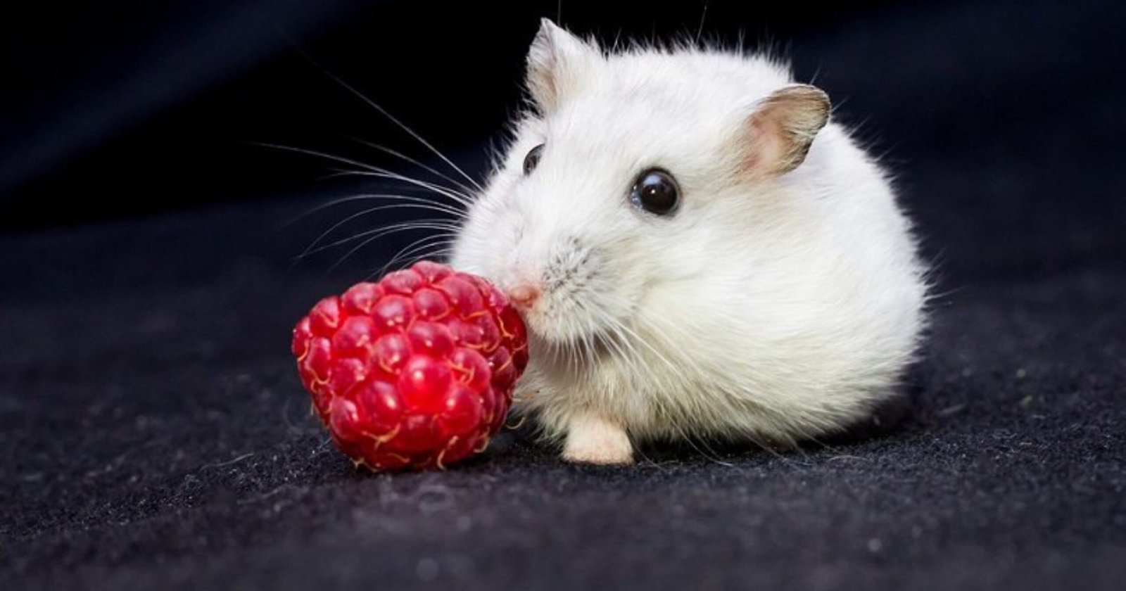Can Hamsters Have Raspberries