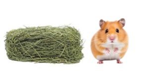 Can Hamsters Eat Timothy Hay